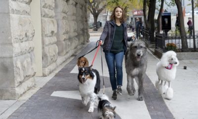 A Dog's Journey