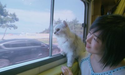 The Journey of the 12 Cats, Kisah Nyata nan Haru dari Pecinta Kucing