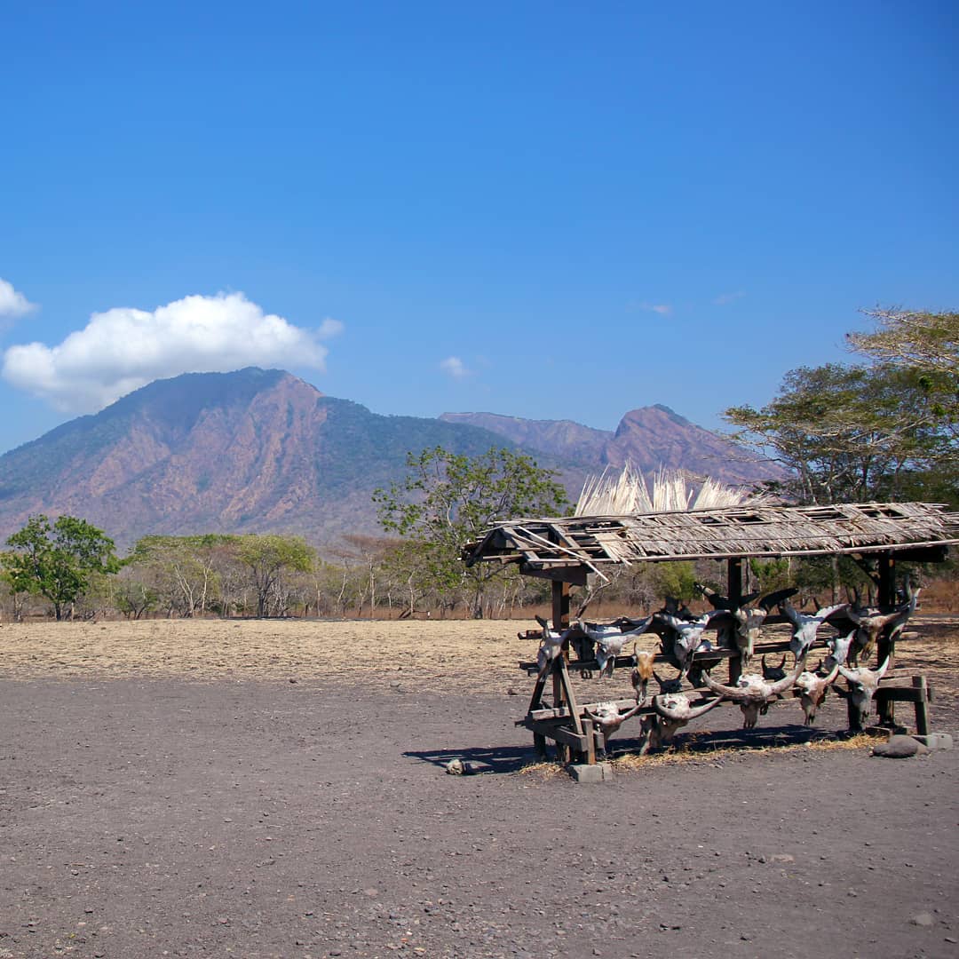 Taman Nasional Baluran Banyuwangi