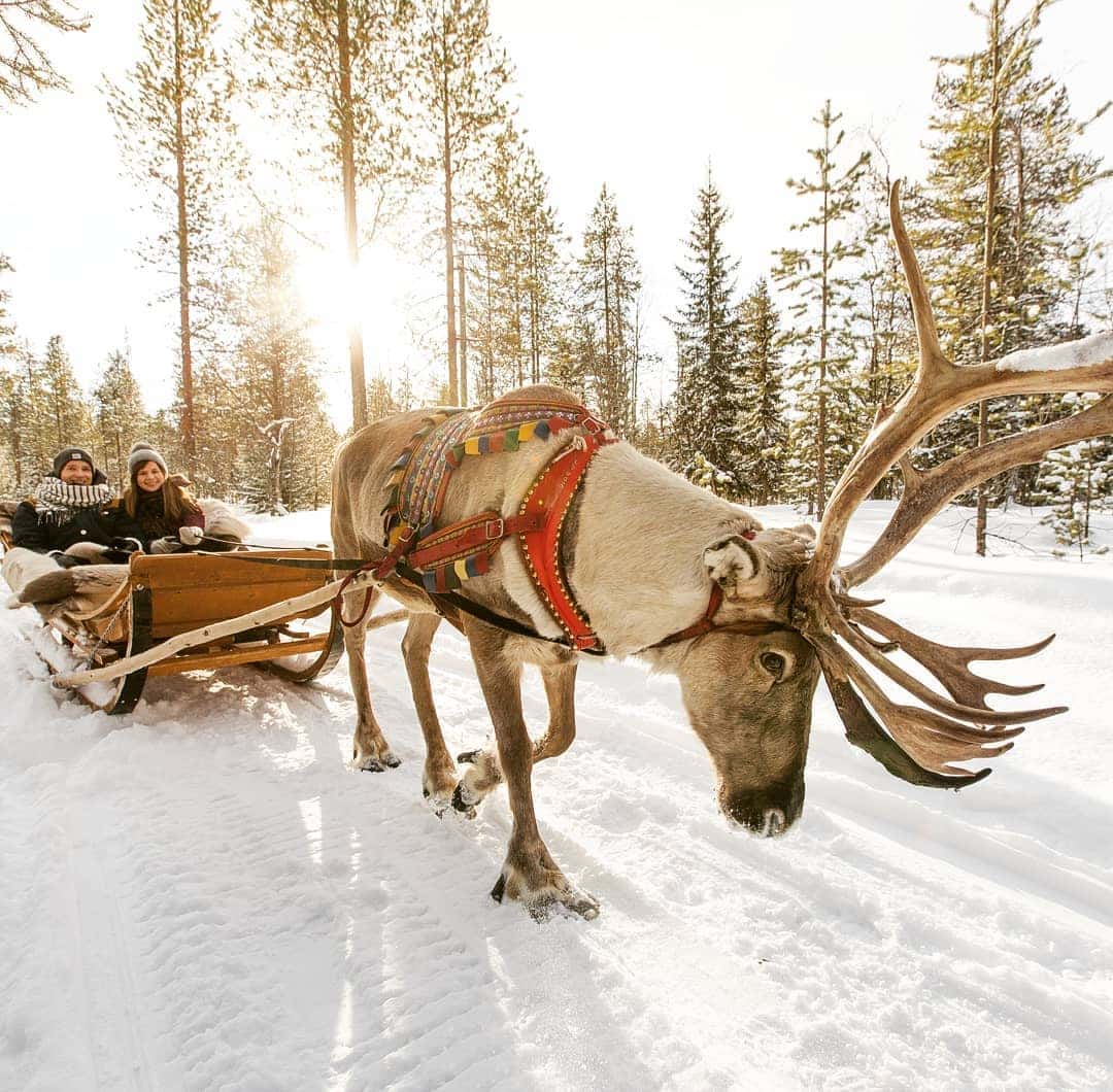 Reindeer Farm Petri Mattus Finlandia