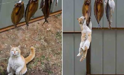 17 Aksi Kucing Pencuti Ini Tertangkap Kamera. Duh, Bikin Gemas