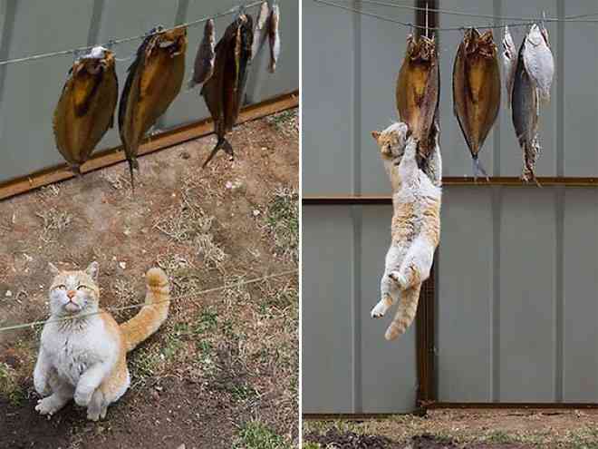 17 Aksi Kucing Pencuti Ini Tertangkap Kamera. Duh, Bikin Gemas
