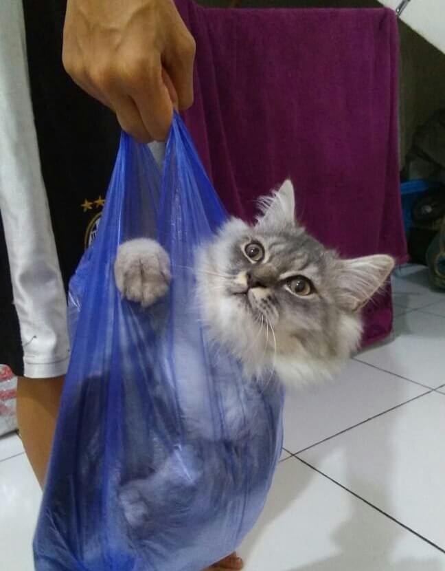 10 Potret Kucing Lucu dari Plastik Ini Bikin Kamu Ketawa, Imut Banget!