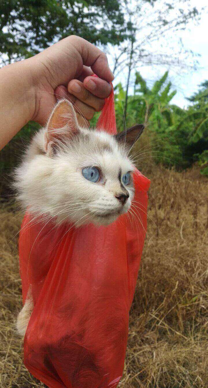 10 Potret Kucing Lucu dari Plastik Ini Bikin Kamu Ketawa, Imut Banget!