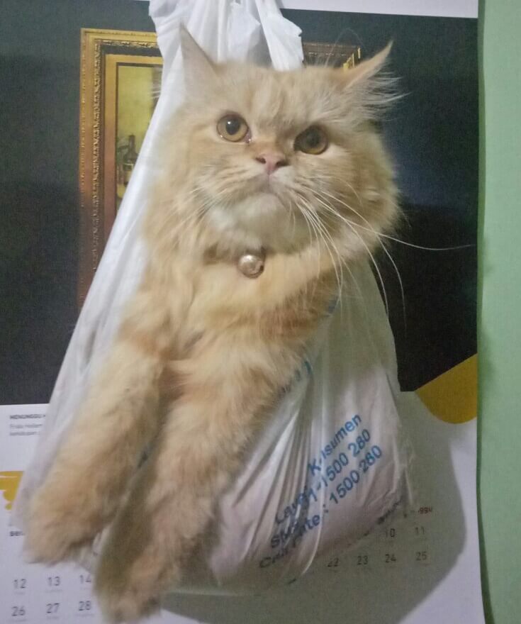 10 Potret Kucing Lucu dari Plastik Ini Bikin Kamu Ketawa, Imut Banget!