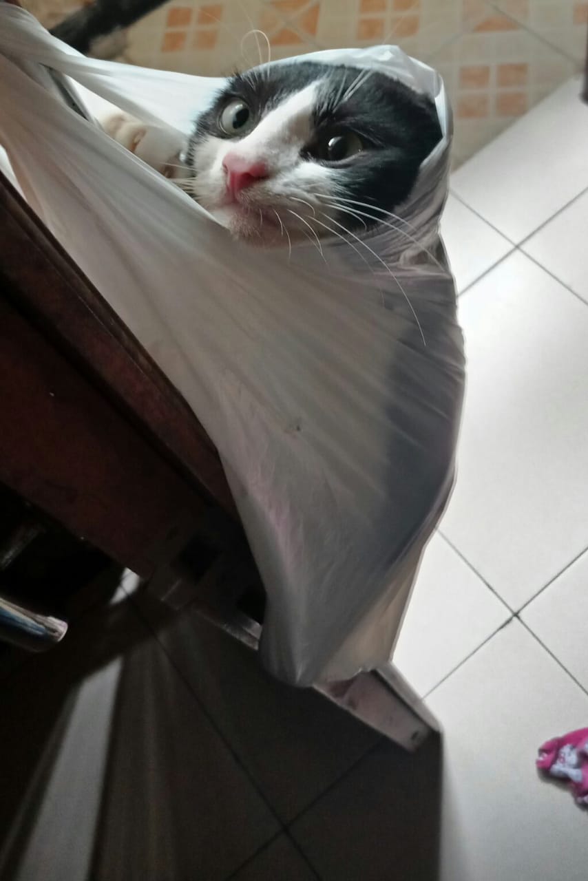 10 Potret Kucing Lucu dari Plastik Ini Bikin Kamu Ketawa, Imut Banget!