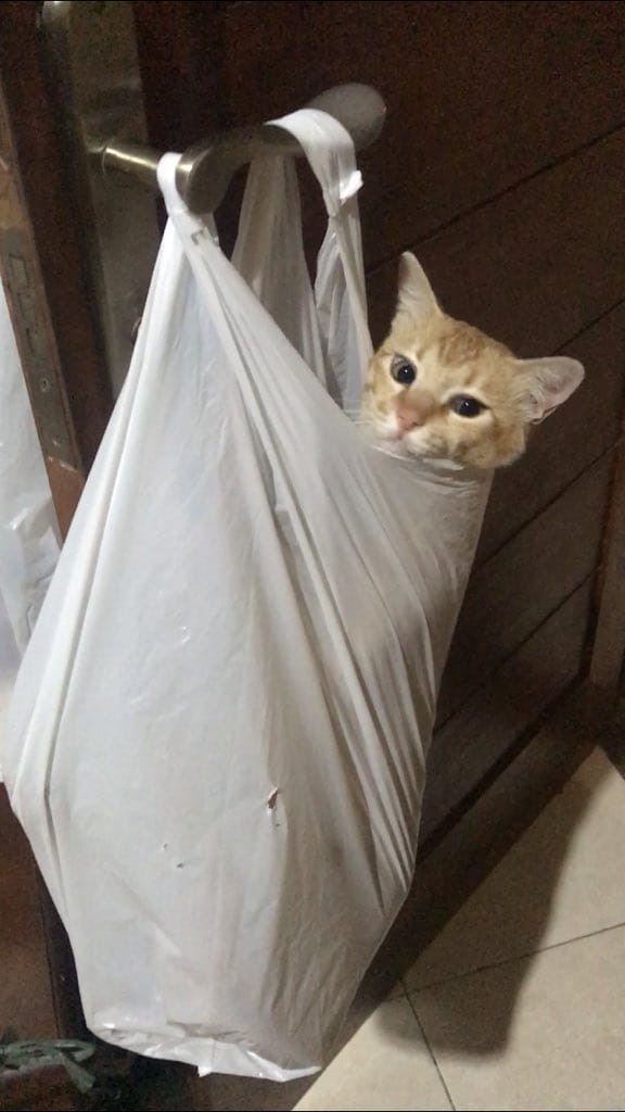 10 Potret Kucing Lucu dari Plastik Ini Bikin Kamu Ketawa, Imut Banget!