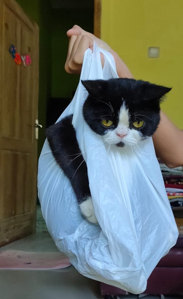 10 Potret Lucu Kucing Diplastikin ini Bikin Ngakak, Gemes Banget!