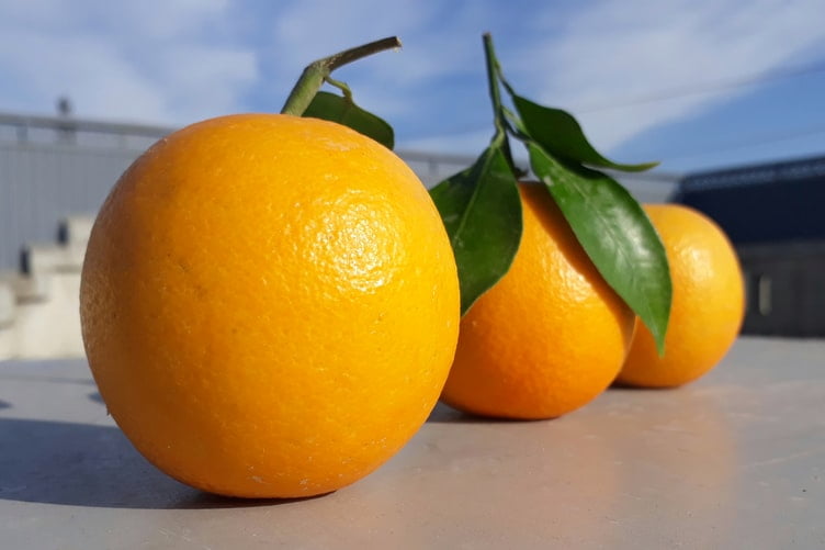 jeruk - 10 Makanan Anti-Aging yang Bisa Bikin Wajah Muda Terus
