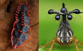 Jarang Diketahui, 10 Hewan Eksotis ini Dikira Bukan dari Bumi