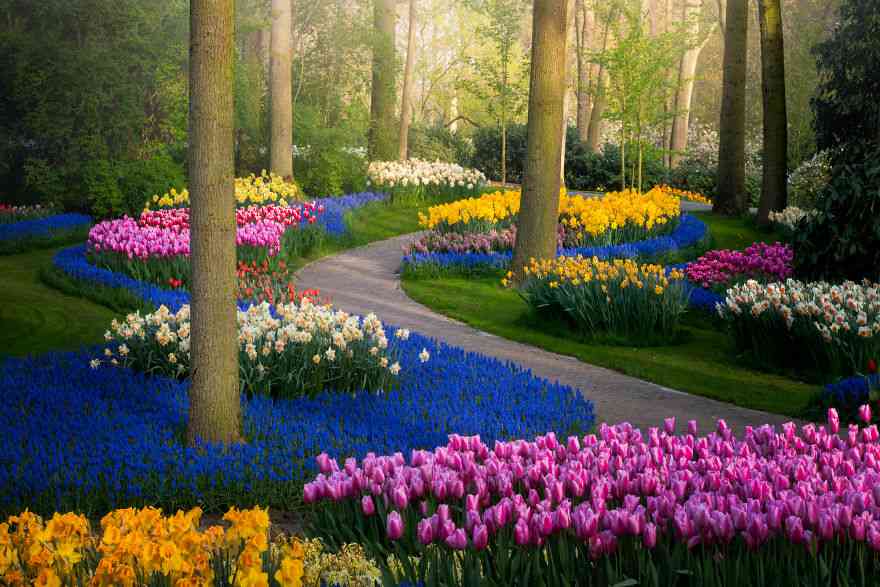 Keindahan Taman Tulip Keukenhof yang Sepi Pengunjung Pasca Corona