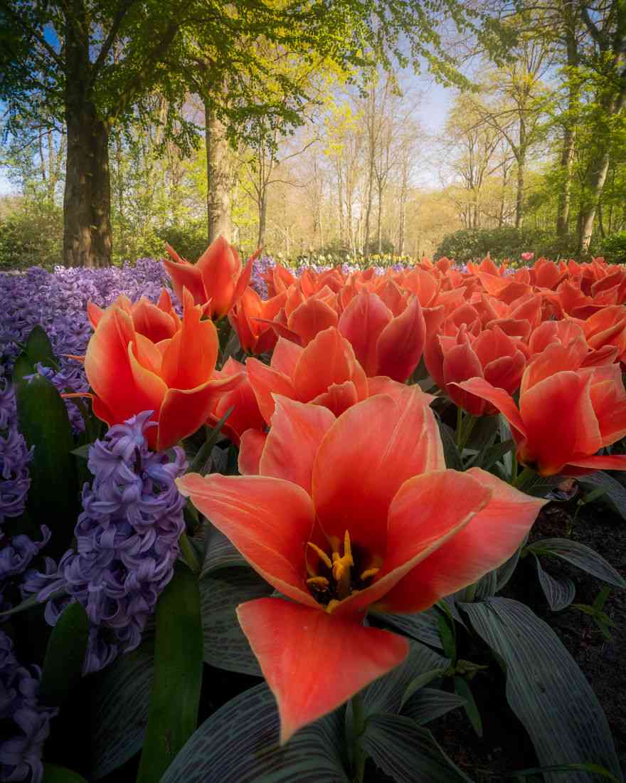 Keindahan Taman Tulip Keukenhof yang Sepi Pengunjung Pasca Corona