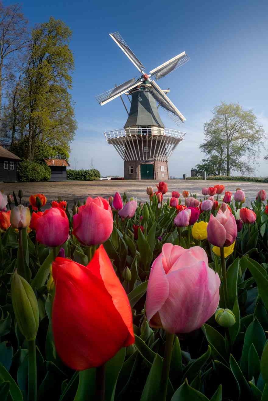 Keindahan Taman Tulip Keukenhof yang Sepi Pengunjung Pasca Corona