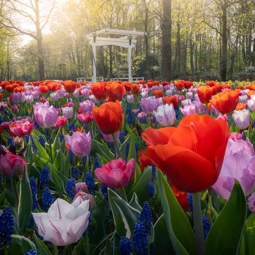 Keindahan Taman Tulip Keukenhof yang Sepi Pengunjung Pasca Corona