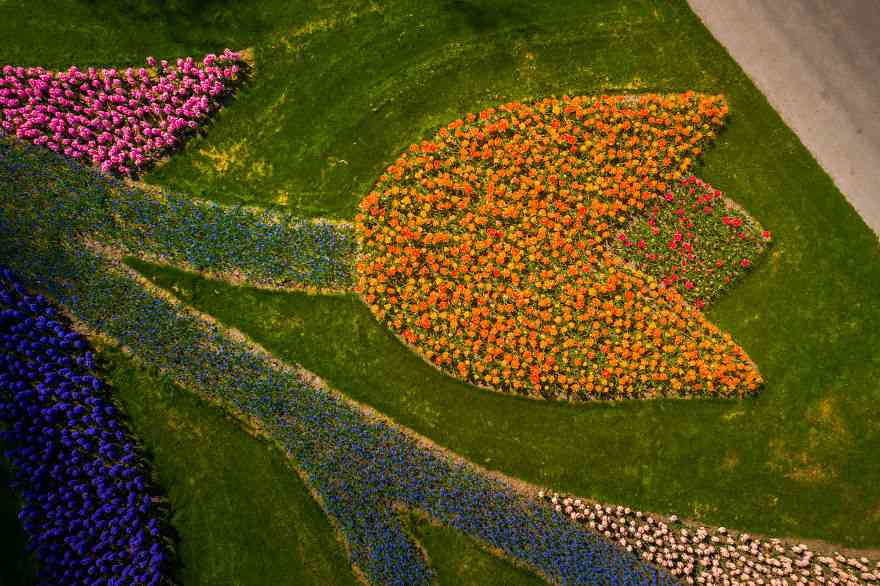 Keindahan Taman Tulip  Keukenhof yang Sepi Pengunjung Pasca 