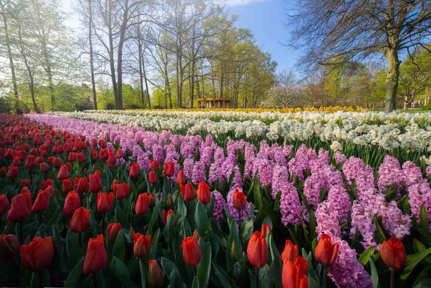 Keindahan Taman Tulip Keukenhof yang Sepi Pengunjung Pasca Corona