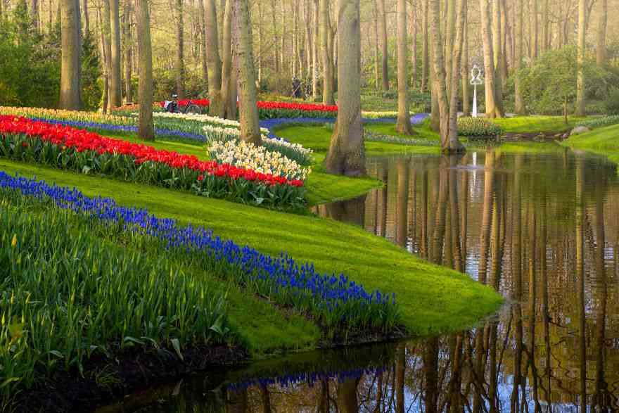 Keindahan Taman Tulip Keukenhof yang Sepi Pengunjung Pasca Corona