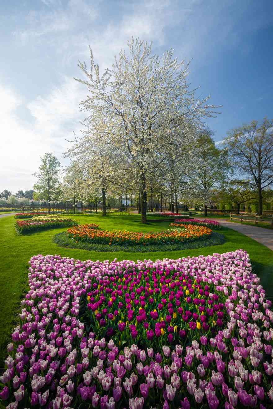 Keindahan Taman Tulip Keukenhof yang Sepi Pengunjung Pasca Corona