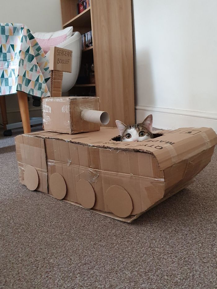 Bosan di rumah!  Orang-Orang Ini Mengubah Karton Menjadi Tank Untuk Kucing