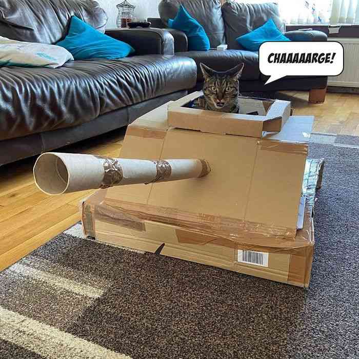 Bosan di rumah!  Orang-Orang Ini Mengubah Karton Menjadi Tank Untuk Kucing