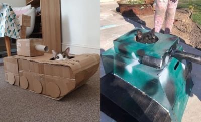 10 Potret Karya Kreatif Tank Berbahan Kardus untuk Kucing Kesayangan