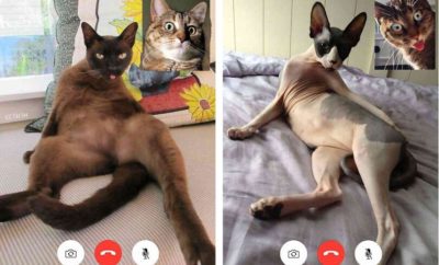 Kocak, 5 Potret 'Kucing Video Call' Tunjukkan Gaya yang Menggoda