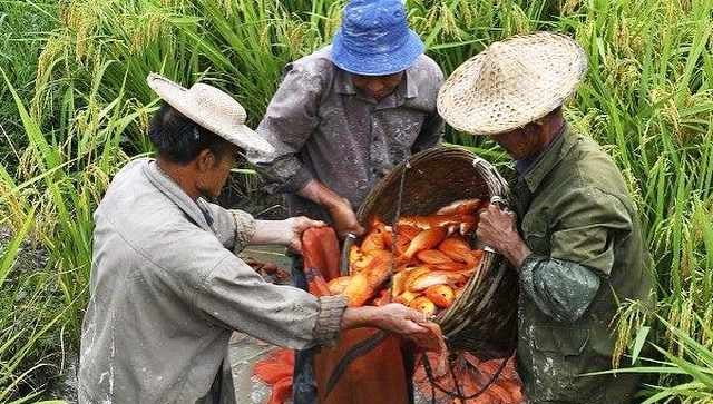 Kenali Minapadi, Sistem Pertanian Terbaik di Indonesia Diakui Badan Pangan Dunia