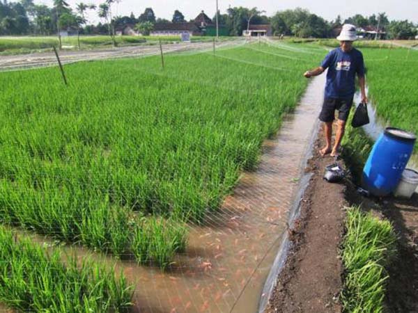 Kenali Minapadi, Sistem Pertanian Terbaik di Indonesia Diakui Badan Pangan Dunia