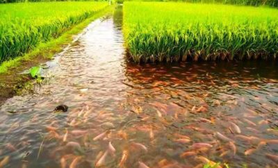 Mengenal Minapadi, Sistem Pertanian Terbaik di Indonesia yang Diakui Badan Pangan Dunia