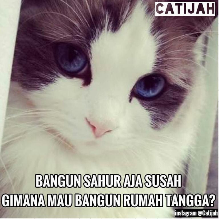 Nggemesin, 10 Meme Kucing Lucu Saat Menjalankan Ibadah Puasa