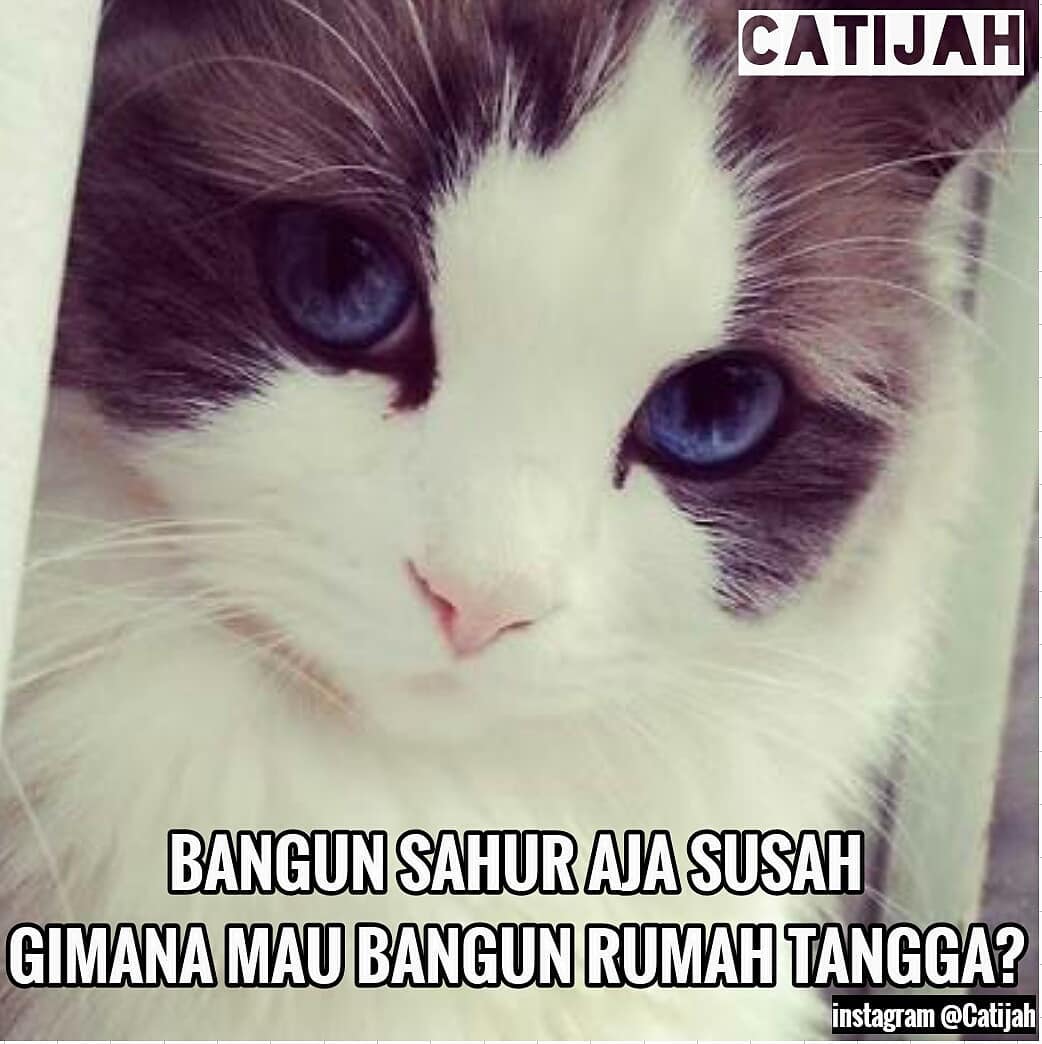 10 Meme Kucing Lucu Saat Menjalankan Ibadah Puasa Ini Nggemesin Banget