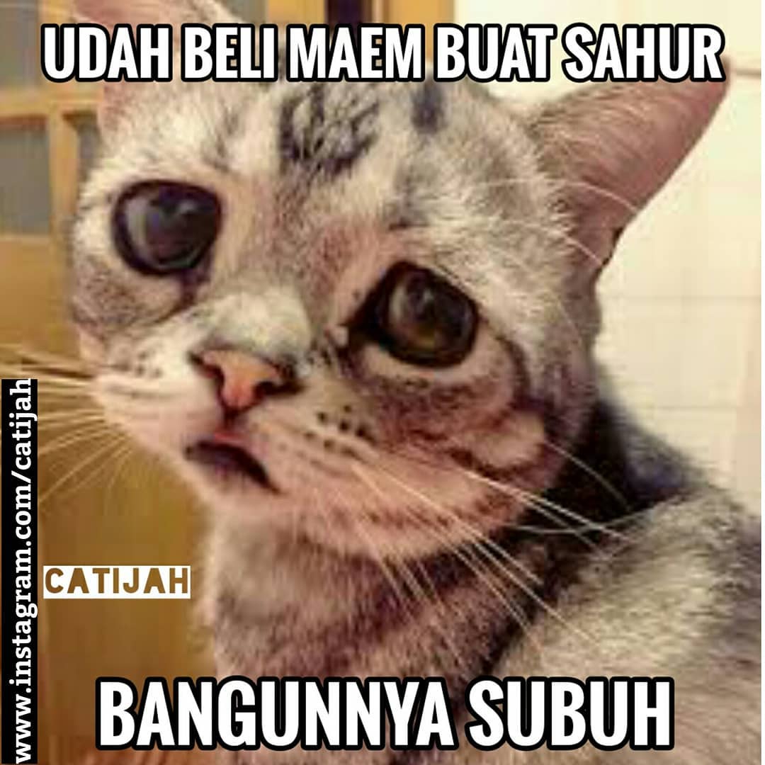 10 Meme Kucing Lucu Saat Menjalankan Ibadah Puasa Ini