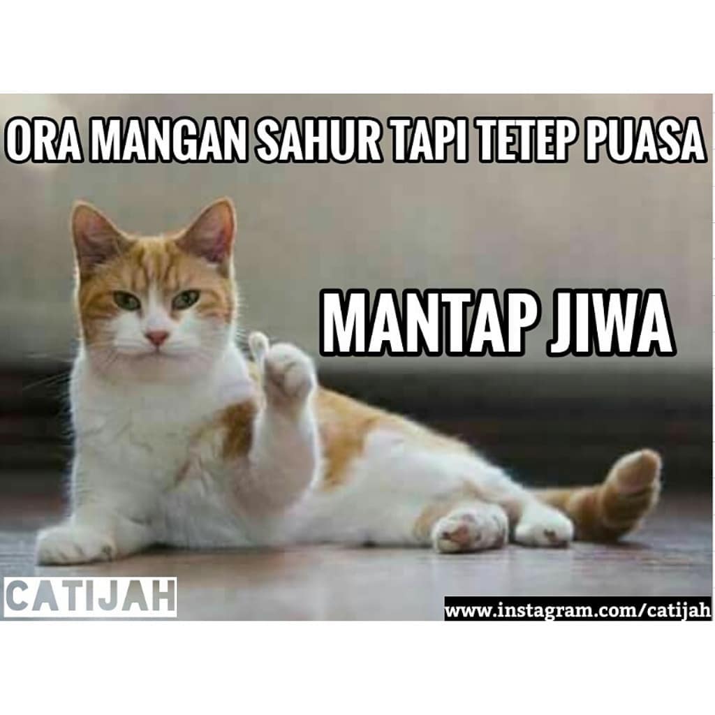 10 Meme Kucing Lucu Saat Menjalankan Ibadah Puasa Ini