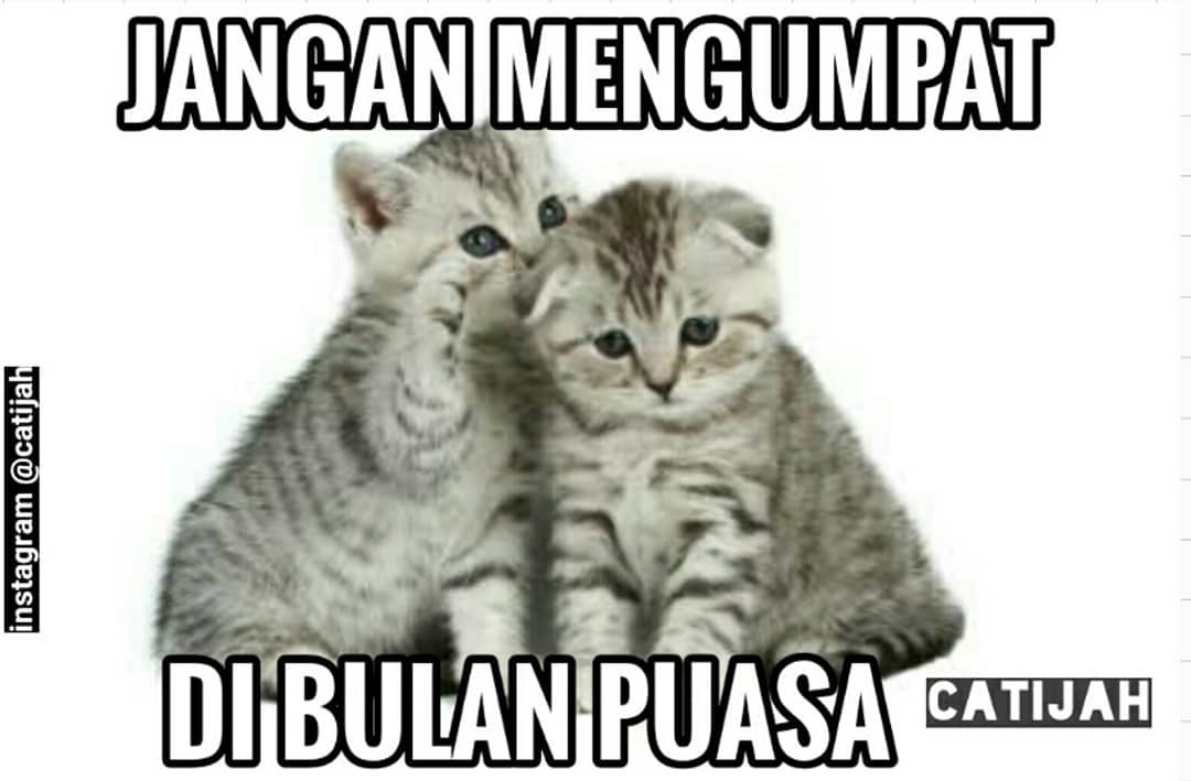 10 Meme Kucing Lucu Saat Menjalankan Ibadah Puasa Ini