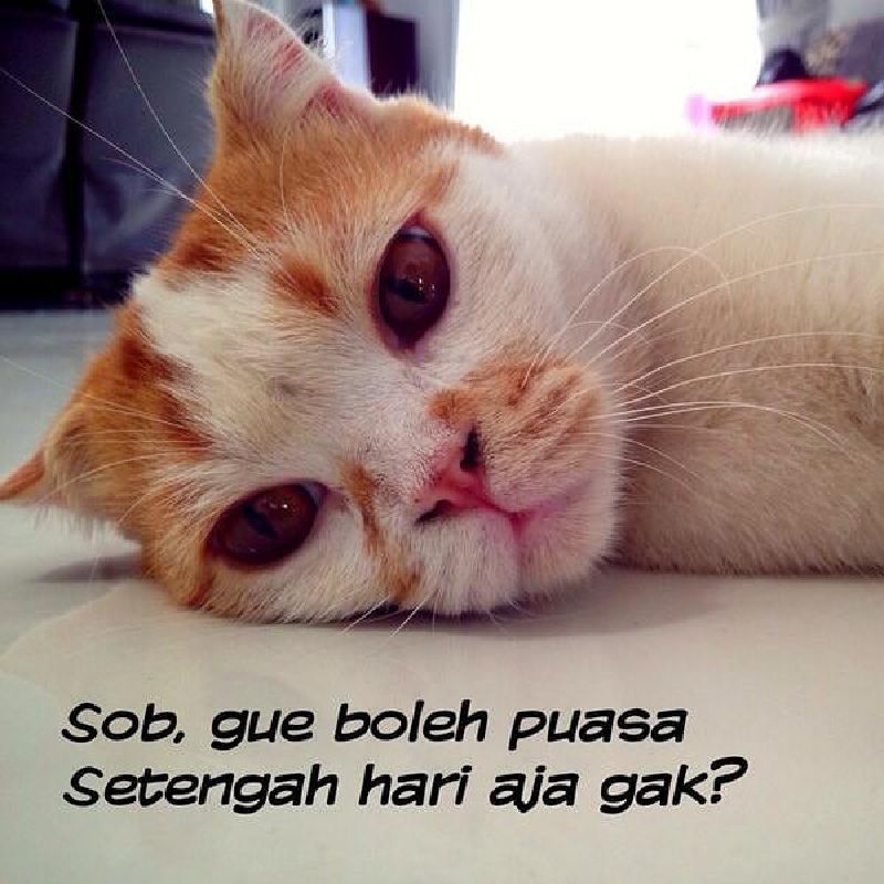 10 Meme Kucing Lucu Saat Menjalankan Ibadah Puasa Ini