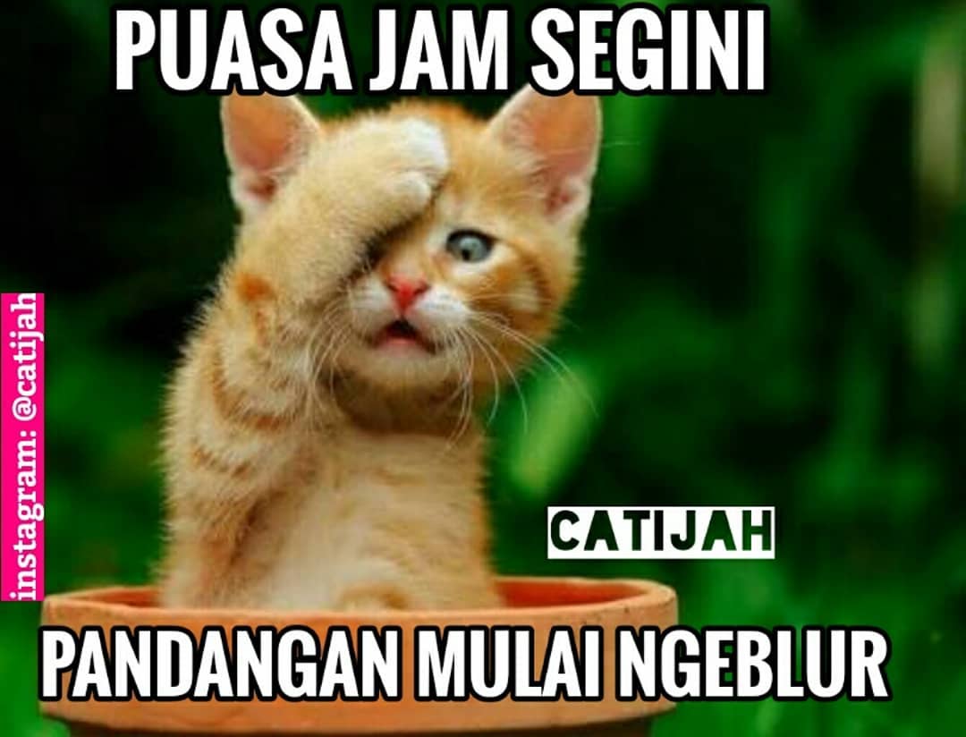 10 Meme Kucing Lucu Saat Menjalankan Ibadah Puasa Ini