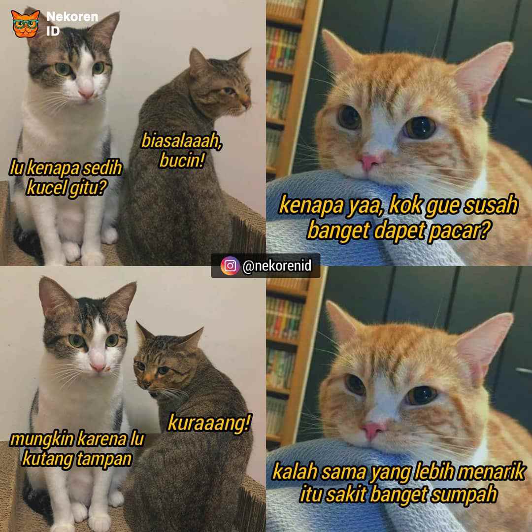 Nyesek 10 Meme Kucing  Oren ala Sadboy Ini Kocak Sekaligus 