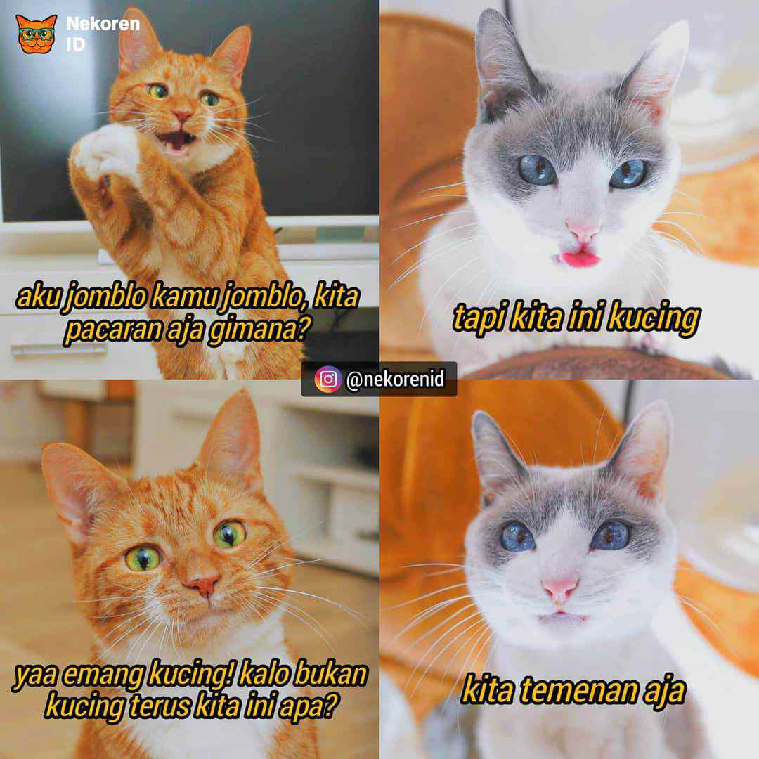 Nyesek 10 Meme Kucing  Oren ala Sadboy Ini Kocak Sekaligus 