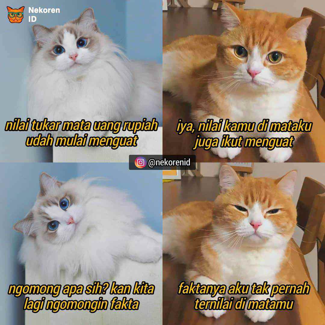 Foto Meme Kucing  30 Foto Meme  Lucu Kucing  Numpang Lewat 