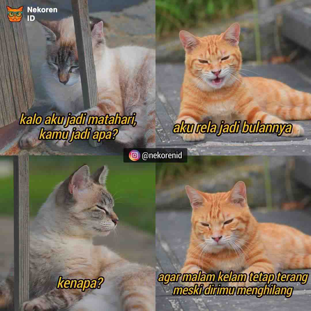 Nyesek 10 Meme Kucing Oren Ala Sadboy Ini Kocak Sekaligus Kasihan