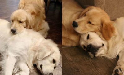 Unik! Seperti Inilah 10 Potret Anjing yang Gemar Tidur di Tubuh Anjing Lainnya