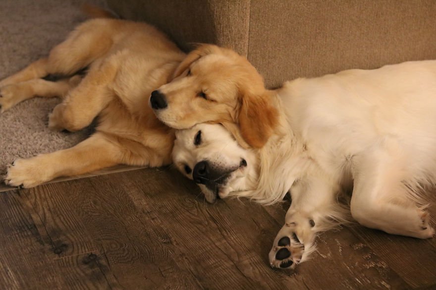 Unik!  Inilah 10 Potret Anjing yang Suka Tidur di Atas Anjing Lain