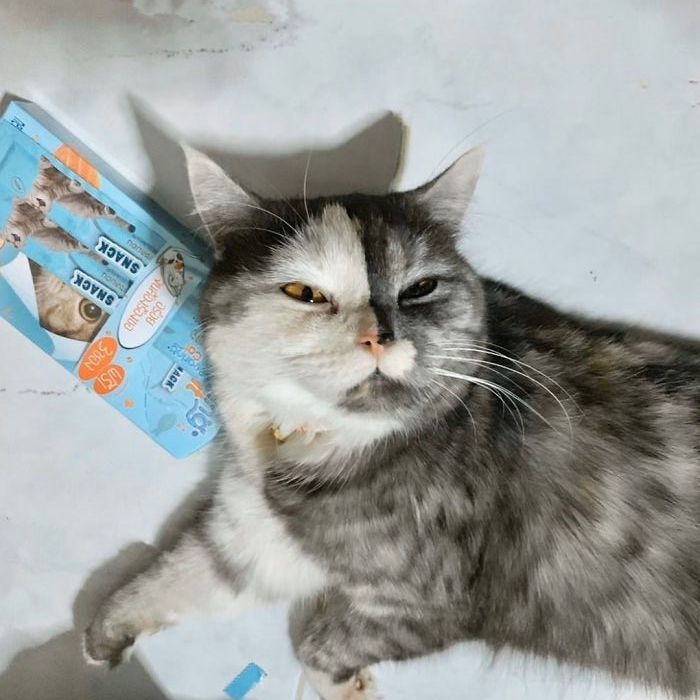 Miliki Pola Warna Unik, 10 Potret Kucing Split Color yang Menggemaskan