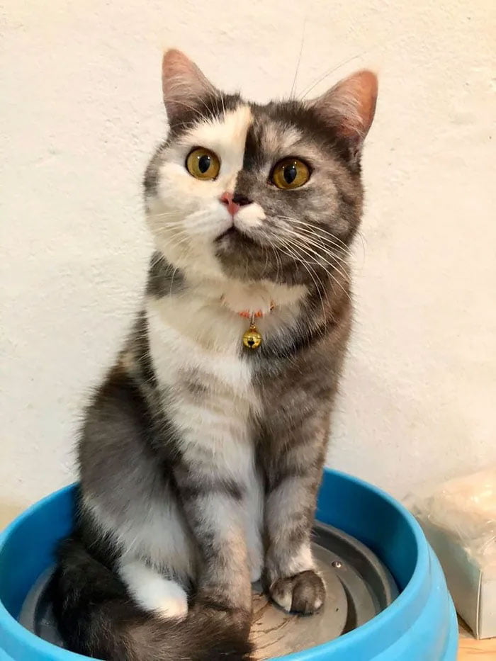 Miliki Pola Warna Unik, 10 Potret Kucing Split Color yang Menggemaskan
