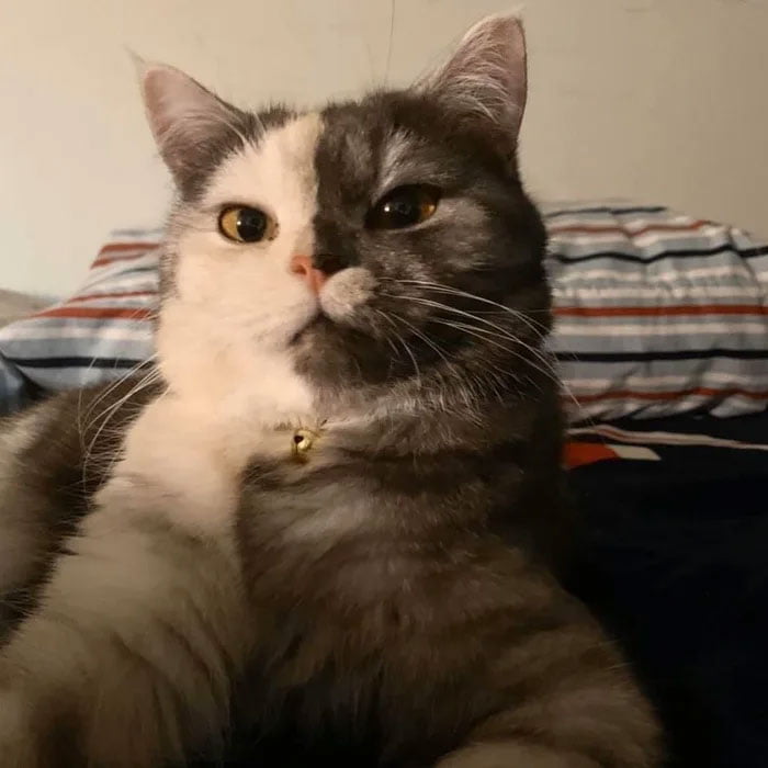 Punya Corak Warna Unik, 10 Potret Kucing Split Color yang Menggemaskan