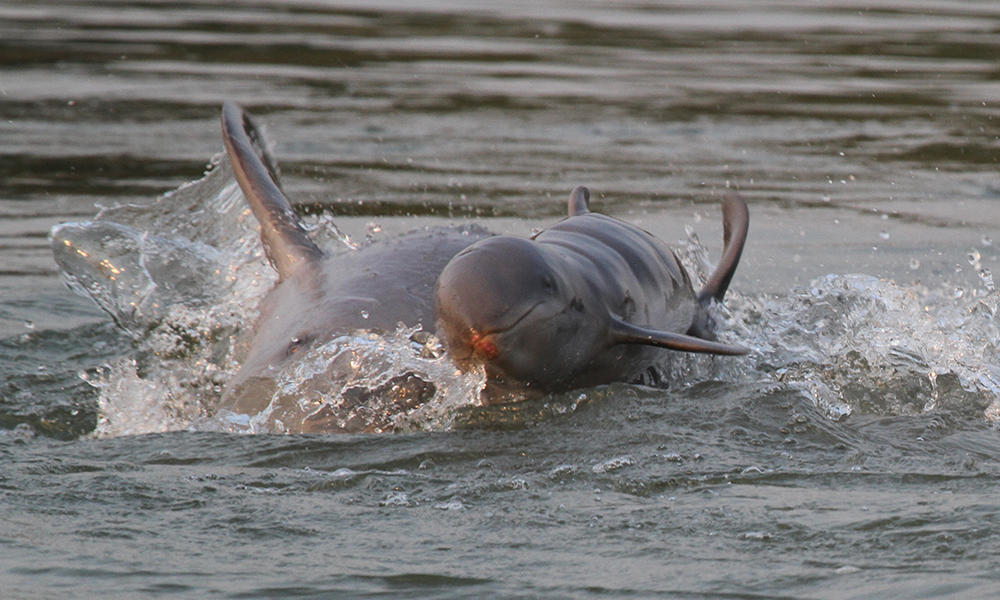 Viral Gerombolan Lumba-lumba Mahakam Tiba-tiba Muncul, Ini Fakta Lumba-lumba Air Tawar yang Terancam Punah