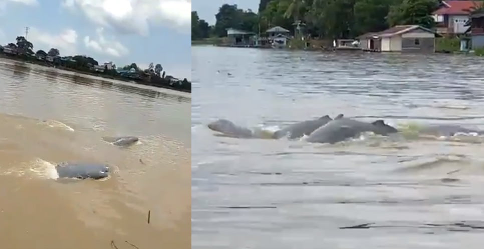 Viral Gerombolan Lumba-lumba Mahakam Tiba-tiba Muncul, Ini Fakta Lumba-lumba Air Tawar yang Terancam Punah