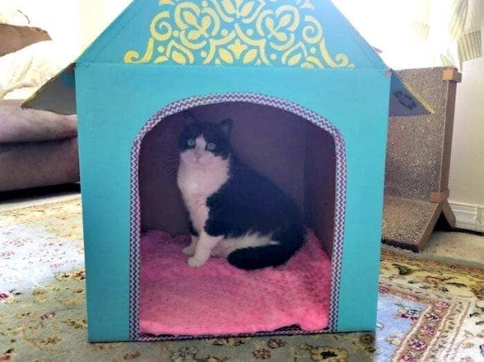 Gunakan Bahan Tidak Bekas, 10 Ide Rumah Kucing dari Karton