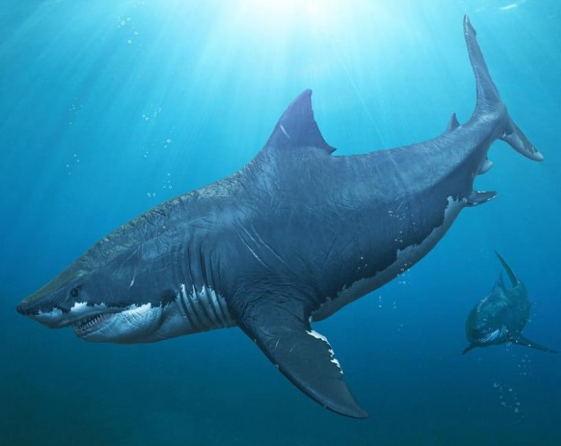 Misteri Megalodon, Spesies Hiu Terbesar yang Pernah Ada di Bumi