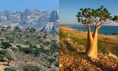 Socotra, Pulau Alien di Yaman yang Ditumbuhi Flora Unik